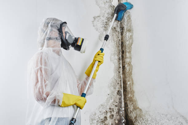 Best Professional Mold Removal  in Minnetonka, MN