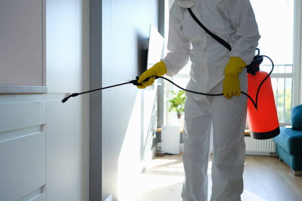 Best Attic Mold Removal  in Minnetonka, MN