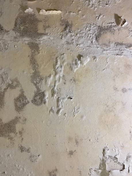 Best Mold Testing  in Minnetonka, MN