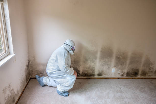 Best Residential Mold Removal  in Minnetonka, MN